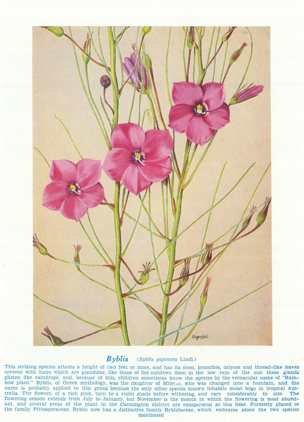 Byblis (Byblis gigantea). West Australian Wild Flowers 1950 old vintage print